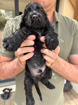 CHIOT 8