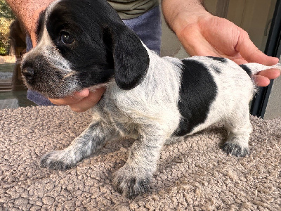 CHIOT 1